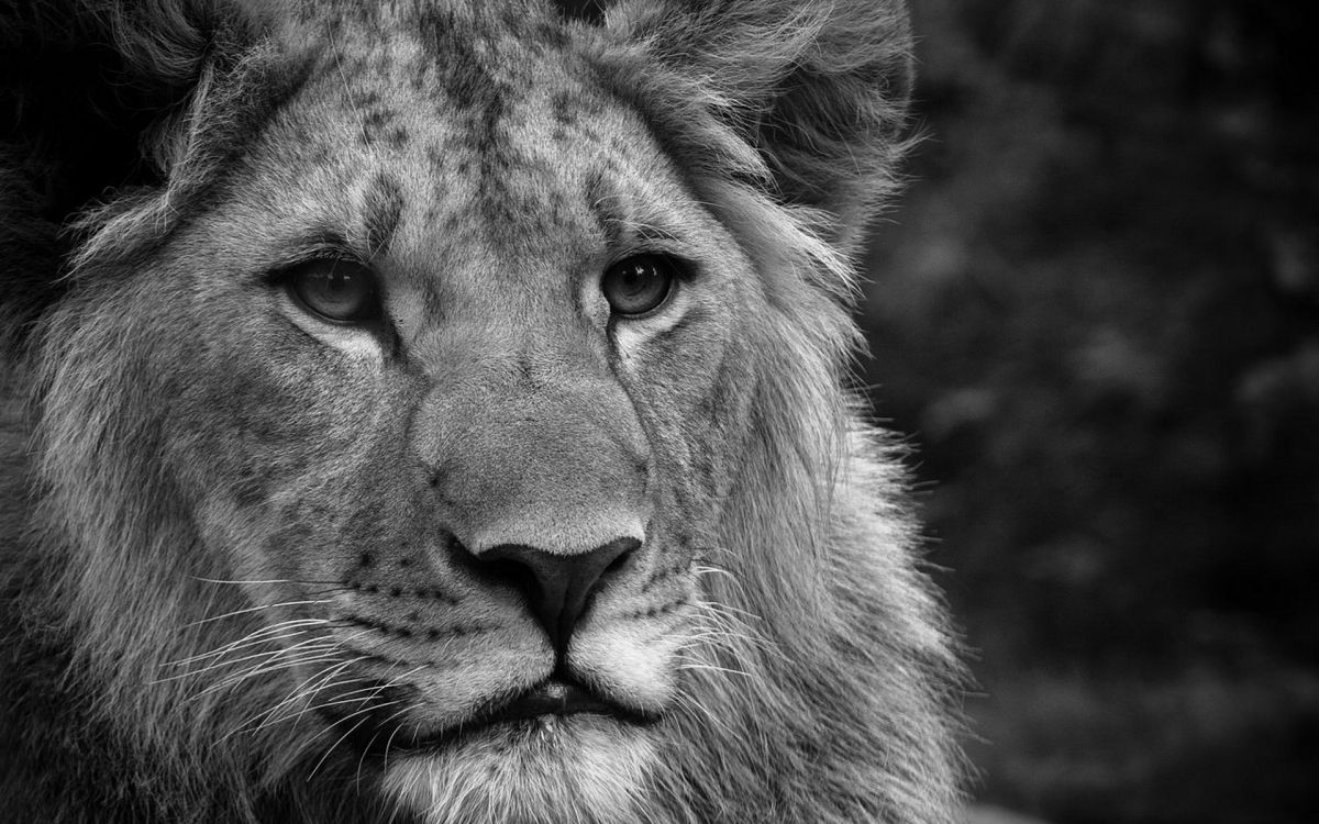 grayscale photo of lion face