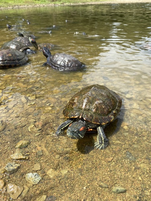 Image water, tortoise, animal source foods, Crab, biology