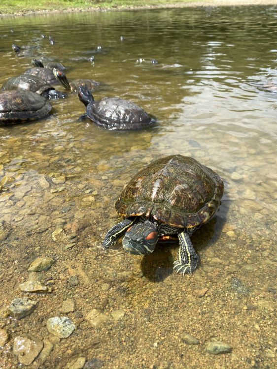 water, tortoise, animal source foods, Crab, biology