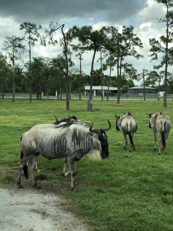 Fauna, la Reserva Natural De, Ciencia, Llanura, Los Animales Terrestres. Wallpaper in 1536x2048 Resolution