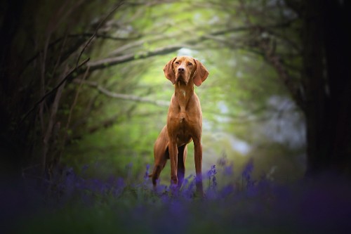 Image wildlife, vizsla, sporting group, snout, grass