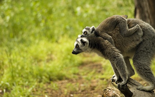 Image brown and white lemur on brown wood during daytime