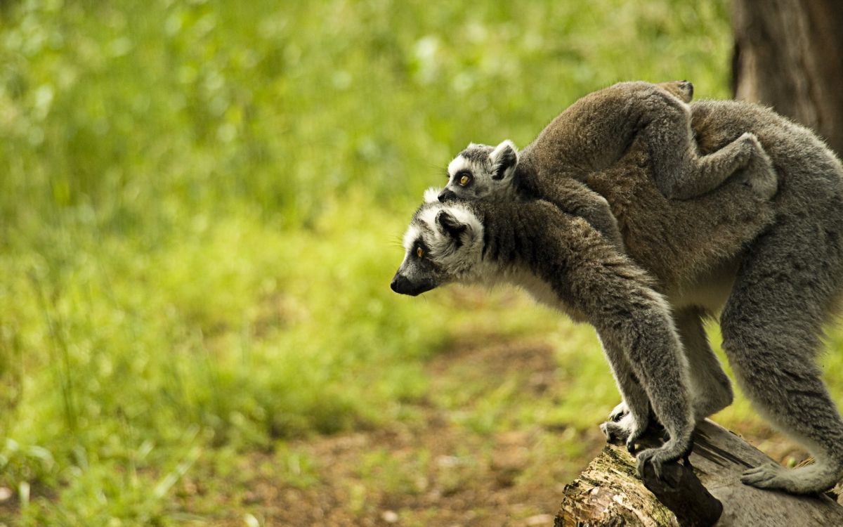 brown and white lemur on brown wood during daytime