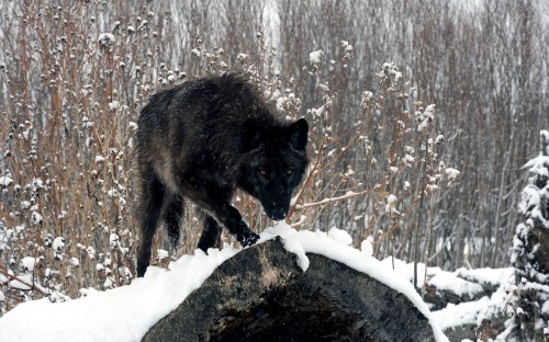 Image black wolf on snow covered ground during daytime