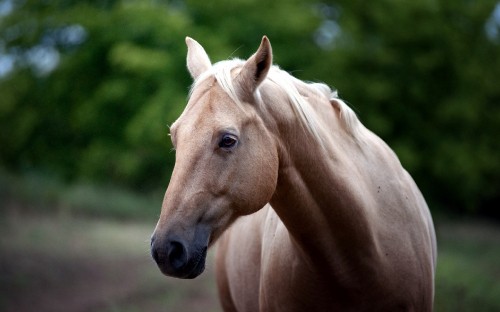 Image brown horse in tilt shift lens