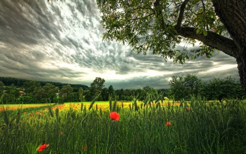 Image green grass field with green trees under white clouds during daytime