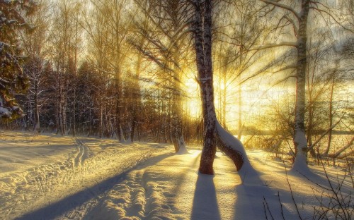 Image brown trees on snow covered ground during daytime