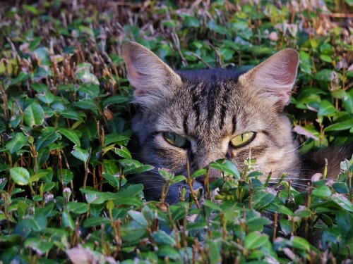 Image brown tabby cat on green grass