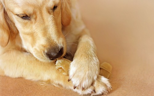 Image golden retriever puppy biting yellow banana