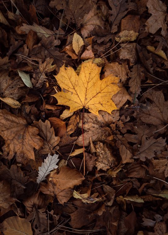 Feuille, la Feuille D'érable, Feuilles Caduques, Brown, Jaune. Wallpaper in 4016x5622 Resolution