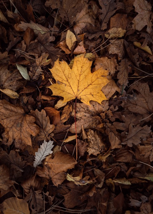 Image leaf, maple leaf, tree, deciduous, brown