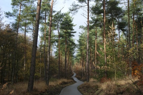 Image gray concrete road between green trees during daytime