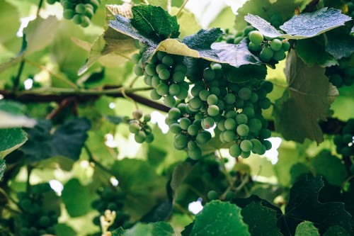 Image wine, Grape, vineyard, plant, leaf