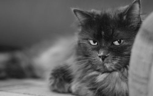 Image grayscale photo of long fur cat