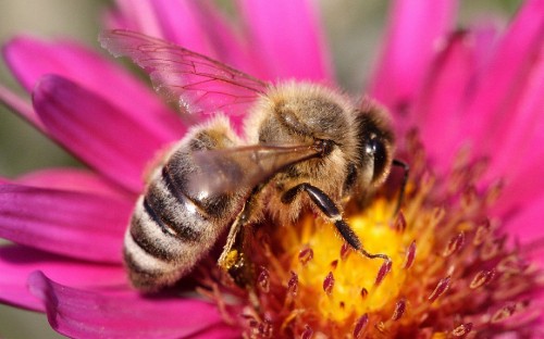 Image yellow and black bee on purple flower