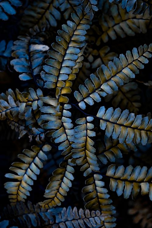 Fábrica, Patrón, de Cerca, Planta Terrestre, IOS Jailbreak. Wallpaper in 3994x5996 Resolution