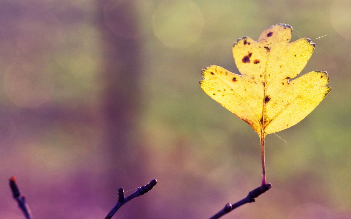 Feuille Jaune Dans L'objectif à Basculement. Wallpaper in 1920x1200 Resolution