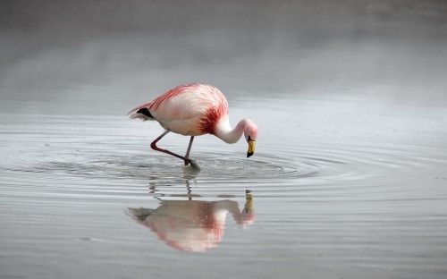 Image pink flamingo on water during daytime