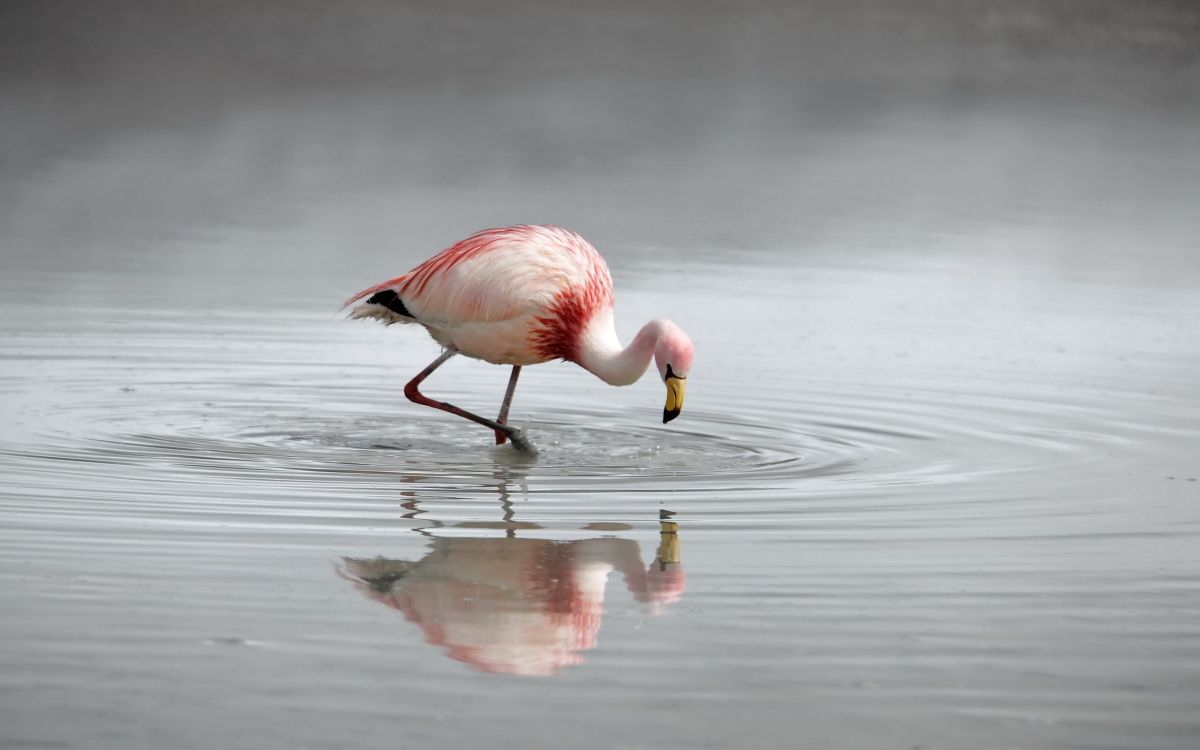 pink flamingo on water during daytime