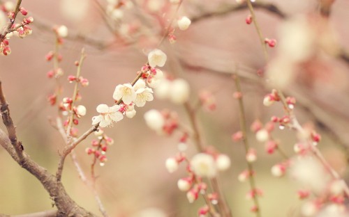 Image white and red flower buds