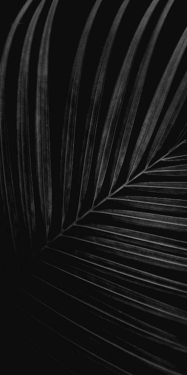 en Blanco y Negro, de Cerca, Monocromo, Neumáticos Para Automóviles, Madera. Wallpaper in 1600x3200 Resolution