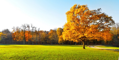 Image brown leaf tree on green grass field during daytime