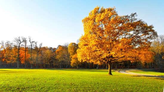 Image brown leaf tree on green grass field during daytime