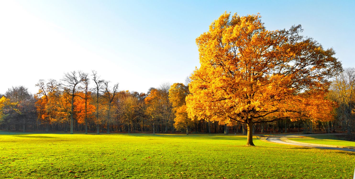 Arbre à Feuilles Brunes Sur Terrain D'herbe Verte Pendant la Journée. Wallpaper in 7124x3600 Resolution