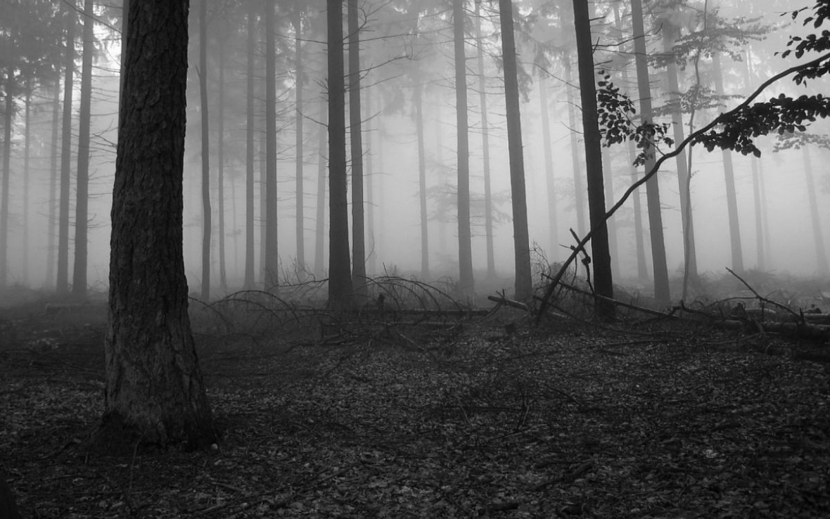 Bosque, Bruma, Ambiente, en Blanco y Negro, Niebla. Wallpaper in 2560x1600 Resolution