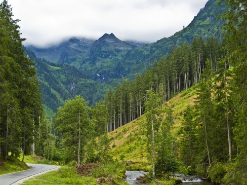 Image green trees near mountain during daytime