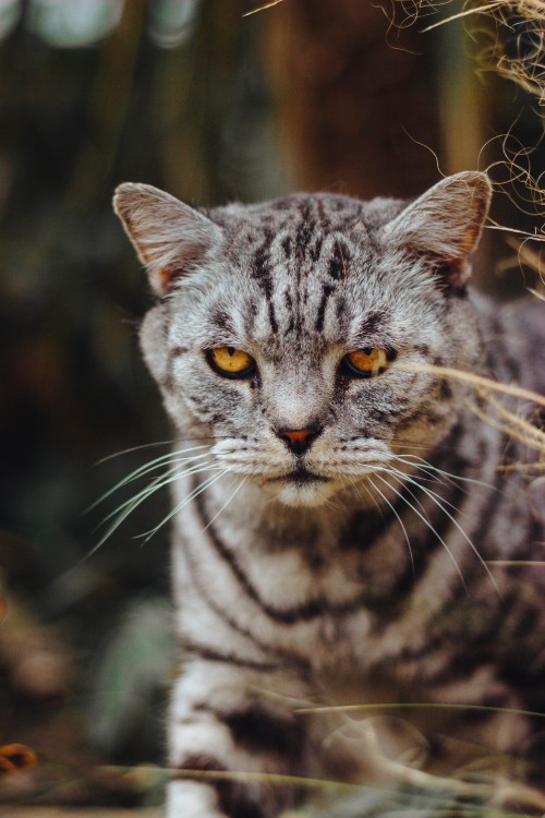 Image grey and black cat in close up photography