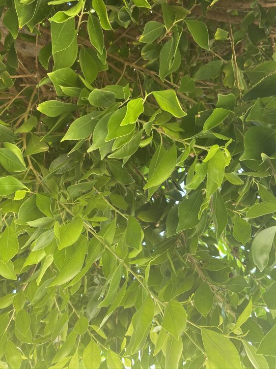 Blatt, Biologie, Pflanzen, Wissenschaft, Woody Pflanze. Wallpaper in 1536x2048 Resolution