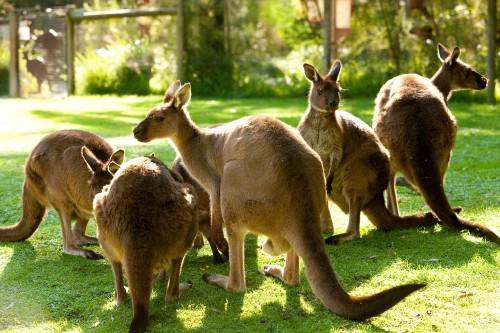 Image three brown kangaroo on green grass field during daytime