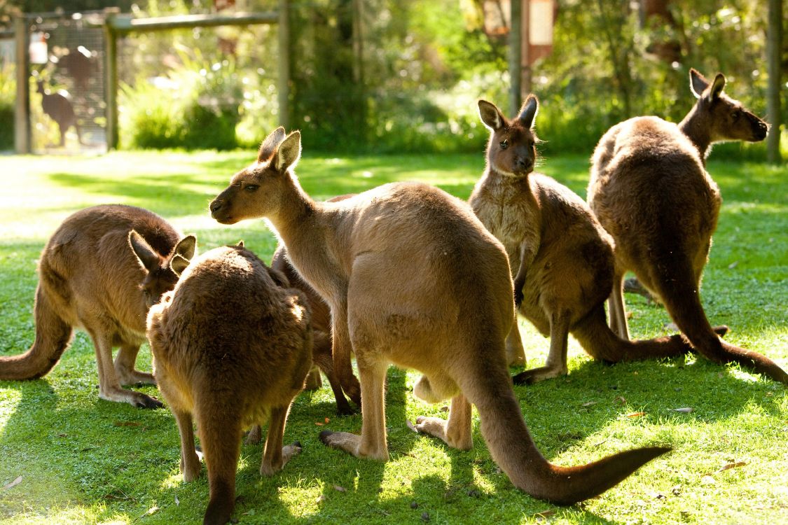 three brown kangaroo on green grass field during daytime