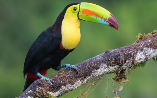 Image black yellow and red bird on brown tree branch