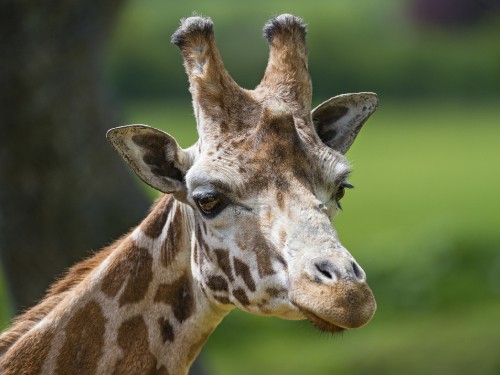 Image brown giraffe in close up photography during daytime