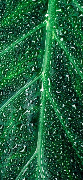 Feuille, Eau, Liquid, Plante Terrestre, Cercle. Wallpaper in 1080x2340 Resolution
