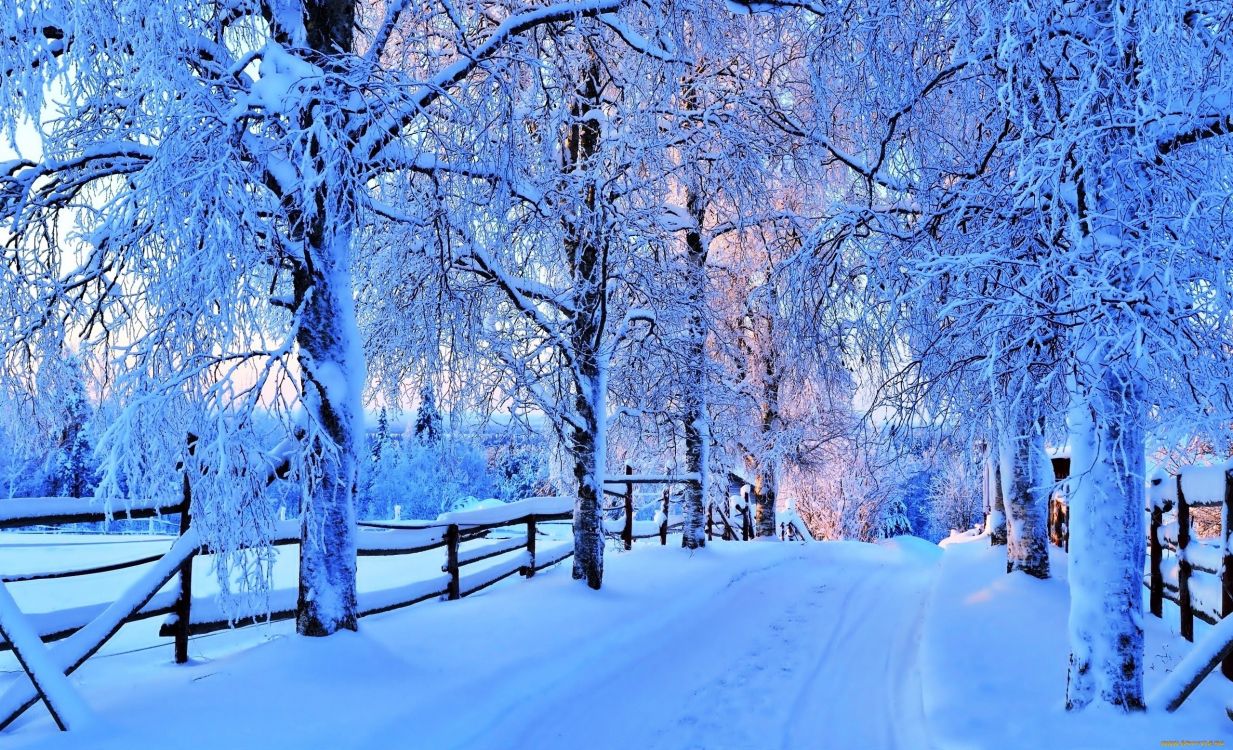 Brauner Holzzaun in Der Nähe Von Braunen Bäumen Tagsüber. Wallpaper in 2560x1557 Resolution