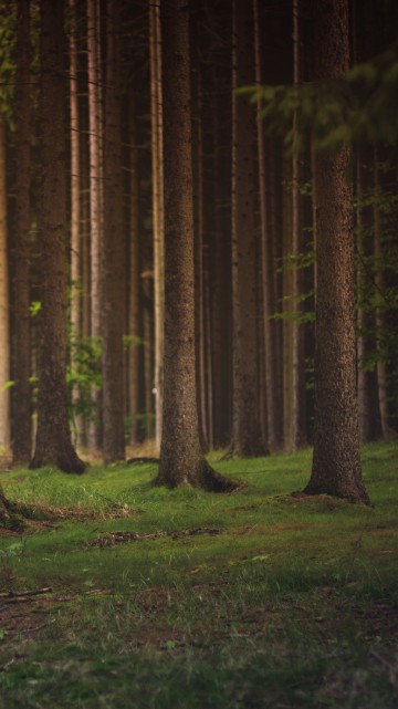 Image brown trees on green grass field during daytime