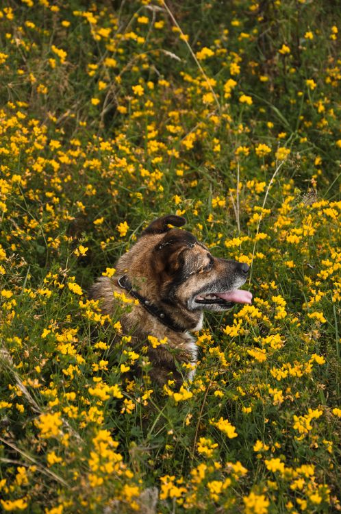 Chien à Poil Court Brun et Noir Sur Champ de Fleurs Jaunes Pendant la Journée. Wallpaper in 2848x4288 Resolution