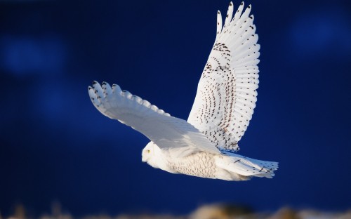 Image white and black bird flying