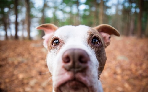 Image white and brown american pitbull terrier mix