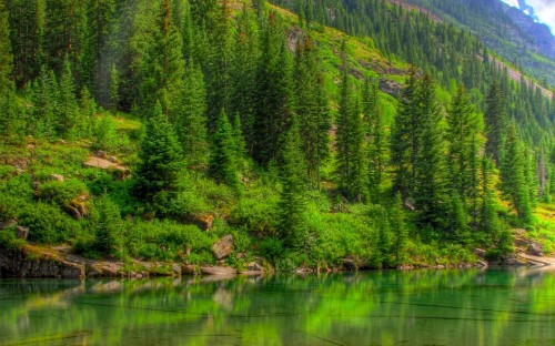 Image green trees beside lake during daytime