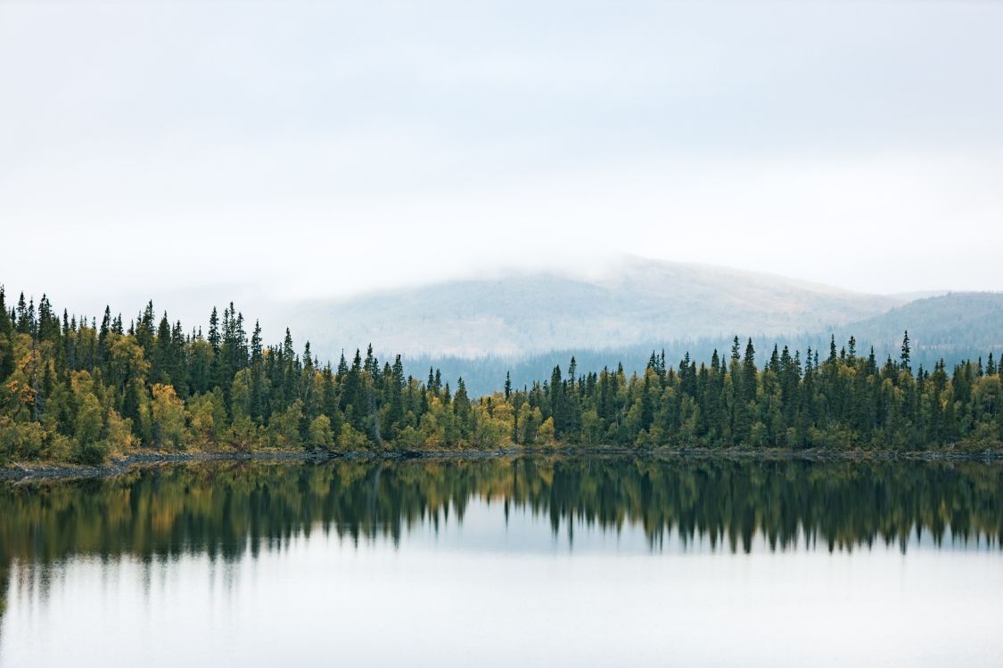 water, cloud, natural landscape, larch, tree
