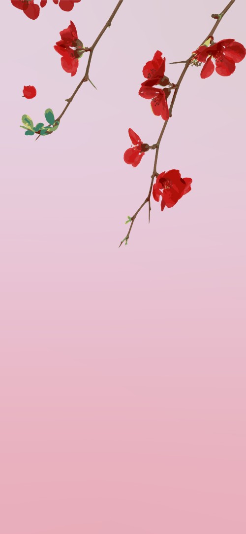 Image flower, red, rose, petal, branch