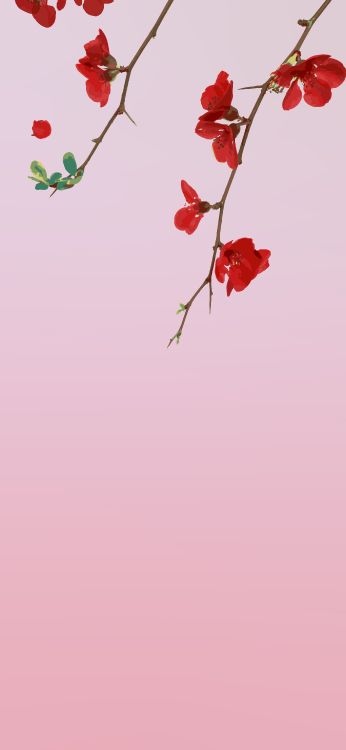 Rose, Blütenblatt, Branch, Blatt, Pink. Wallpaper in 2410x5218 Resolution