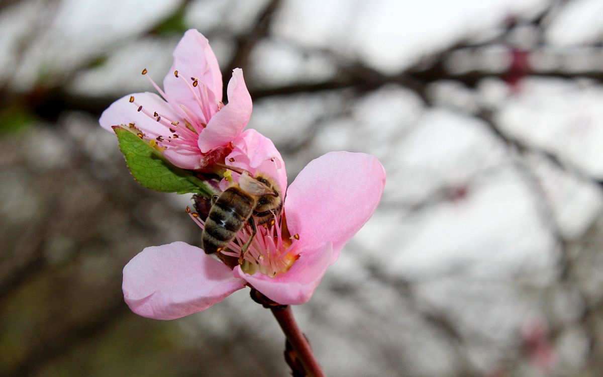 honeybee perched on pink flower in close up photography during daytime