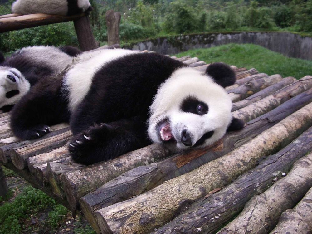 panda on tree branch during daytime