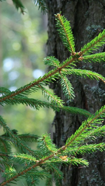 Image green pine tree branch in close up photography
