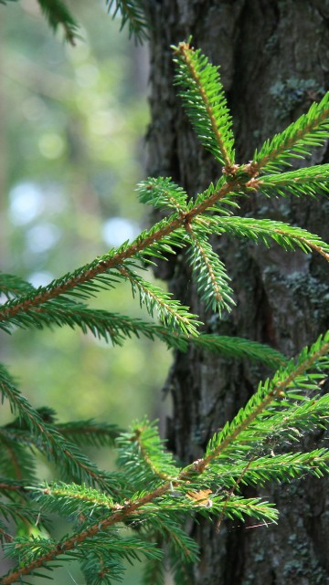 Image green pine tree branch in close up photography